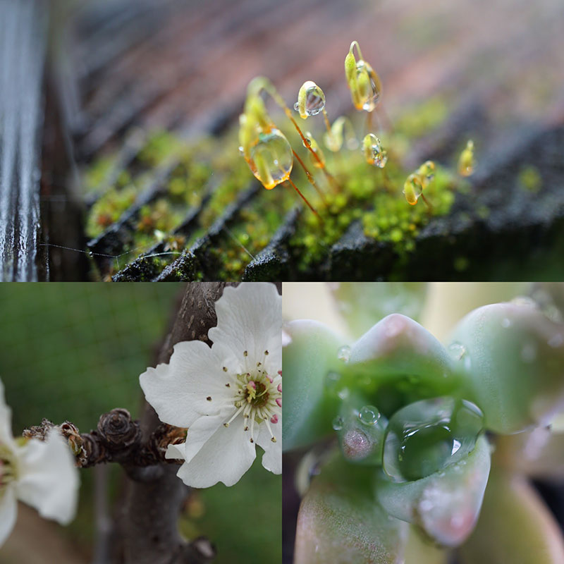 Tiny Trees